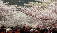 你見(jiàn)過(guò)空無(wú)一人的中山公園櫻花大道嗎？美！
